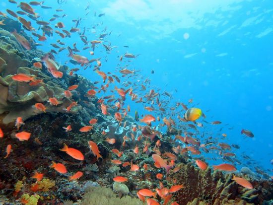 レンボンガン島・ヌサペニダ日帰りシュノーケリングツアー　高確率でマンタに会える！＜1日／送迎／ランチ付＞by ブルーシーズン・バリ