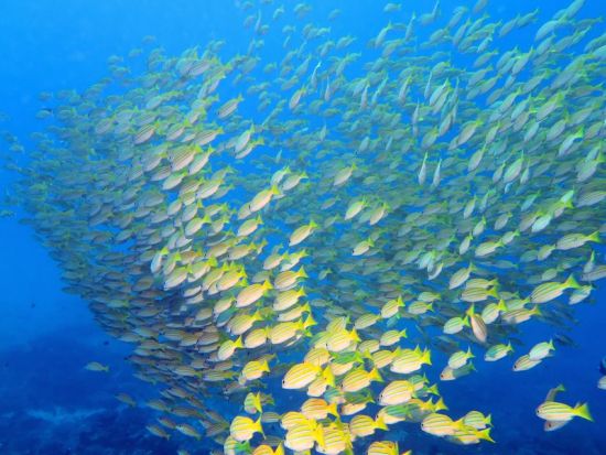 レンボンガン島・ヌサペニダ日帰りシュノーケリングツアー　高確率でマンタに会える！＜1日／送迎／ランチ付＞by ブルーシーズン・バリ