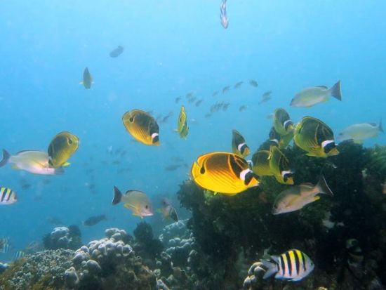 バリ島1泊2日ダイビングツアー　人気スポット6ダイブ満喫！＜Cカード保持者限定＞by ブルーシーズン・バリ