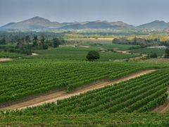 Hua Hin vineyard 2