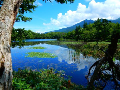 知床五湖ウォーキングツアー 五湖一周を経験15年以上のガイドと歩こう！＜4～11月／午前／斜里町発＞byオホーツク自然堂