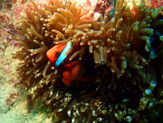 ファンダイビング マクタン島周辺または離島（ヒルトゥガン、オランゴ、ナルスアン島）＜ボート／2ダイブ＞by オールブルー