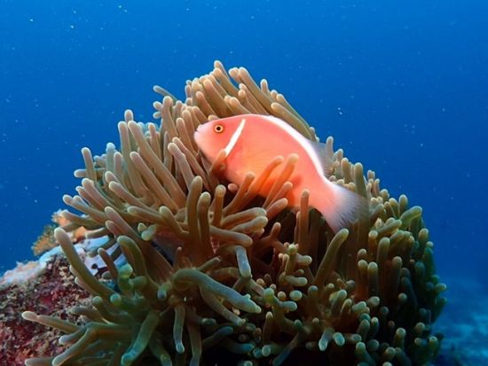 体験ダイビング マリンサンクチュアリーで潜る離島 ヒルトゥガン島またはオランゴ島プランが人気！＜ボート／1ダイブ＞by オールブルー