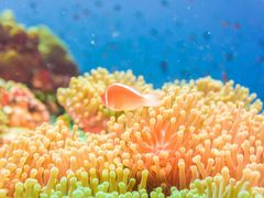 Koh Tao coral