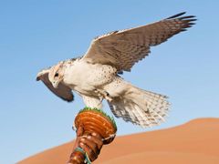 UAE_Falcon Show in Dubai_Hot air balloon tour