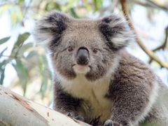 wildlife on the Great Ocean Road