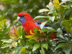 Rosella Native Bird Great Ocean Road Reverse Tour