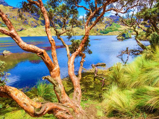 Cajas National Park-crop-crop-crop