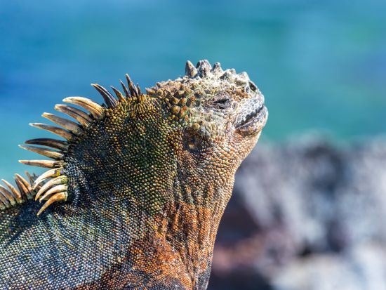 世界遺産ガラパゴス諸島トルトゥーガベイ＆ロベリア島クルーズ終日観光ツアー＜日・月・水・金催行／1日／英語ガイド／プエルトアヨラ発＞