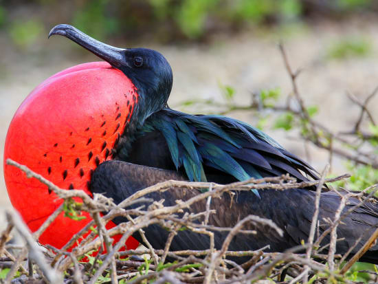 galapagos bird2-crop