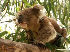 Australian Wildlife Park