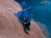 Great Barrier Reef Tour exotic aquatic life