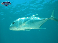 Great Barrier Reef Tour Different Species of Fish