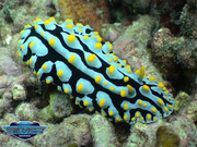 Great Barrier Reef Tour Marine life Slug