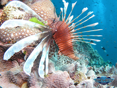 Great Barrier Reef Tour Angel Fish