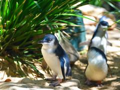 Melbourne Phillip Island Blue Penguins