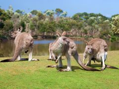 Melbourne Phillip Island Wildlife Park