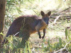 Aussie Wildlife Park