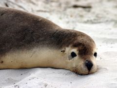 Australia_Adelaide_Kangaroo_Island_Sea_Lion_shutterstock_25353475