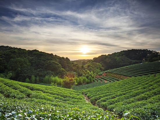 Bagua Tea Plantation Taipei