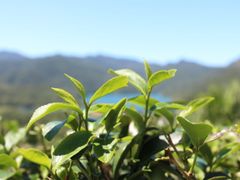 Bagua Tea Plantation Taipei