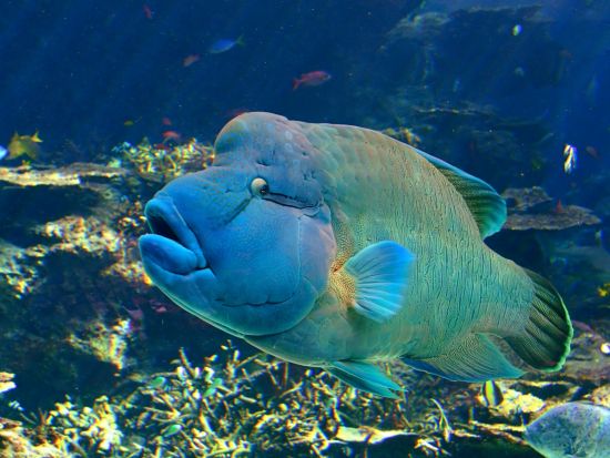 美ら海水族館観光バスツアー 古宇利島＋御菓子御殿＋ナゴパイナップルパーク＋万座毛をめぐる1日観光！ディナー付プランあり＜那覇市・北谷・恩納村発／3歳以下無料＞