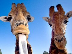 Giraffe_hdr