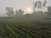 11.Museflower_Retreat&Spa_organic_Vegetable_farm_in_morning_mist