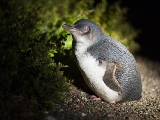 テイスト・オブ・タスマニア　マウントウィリアム国立公園などを訪れハイキングや大自然、動植物を楽しむ！＜英語／5泊6日／ホバート発着＞