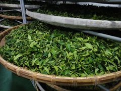 Tea Culture