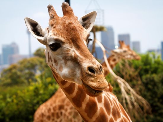 Australia Sydney Taronga Zoo Giraffe