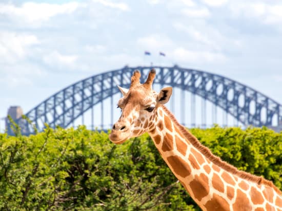 Australia Sydney Taronga Zoo Giraffe