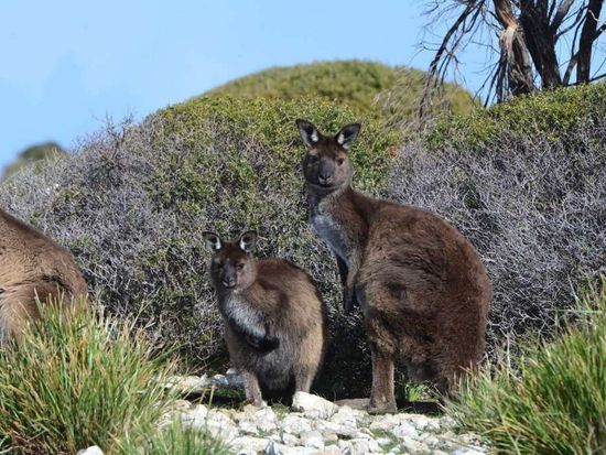 kangaroos_1920x1080px