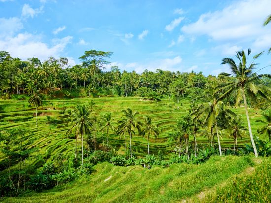 【貸切】バリ文化と自然を満喫！ウブド観光＋世界遺産ティルタエンプル寺院＋キンタマーニ高原＋バリ舞踊鑑賞ツアー＜1日／日本語ガイド＞