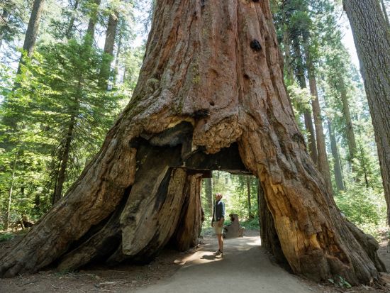 3大国立公園 1泊2日ツアー　世界遺産ヨセミテ国立公園＆セコイア国立公園＆キングスキャニオン国立公園 ＜日本語ドライバーガイド／ロサンゼルス発＞