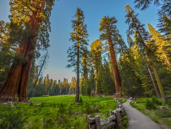 3大国立公園 1泊2日ツアー　世界遺産ヨセミテ国立公園＆セコイア国立公園＆キングスキャニオン国立公園 ＜日本語ドライバーガイド／ロサンゼルス発＞