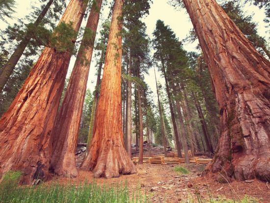 3大国立公園 1泊2日ツアー　世界遺産ヨセミテ国立公園＆セコイア国立公園＆キングスキャニオン国立公園 ＜日本語ドライバーガイド／ロサンゼルス発＞