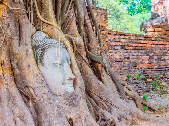 アユタヤ3大遺跡＋象乗り半日観光ツアー　象が遊びに来るカフェ付プラン・「ピンクのカオマンガイ」食事券付きプランあり＜午前／日本語ガイド＞