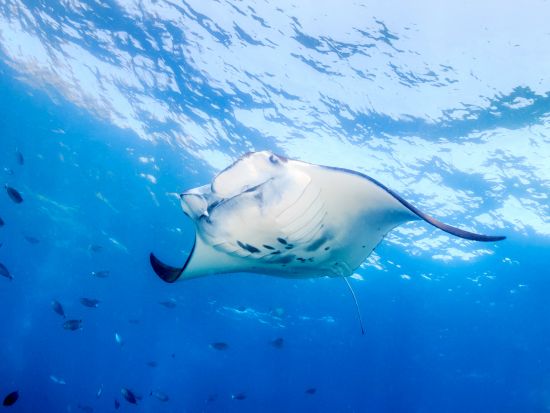 レンボンガン島・ヌサペニダ日帰りシュノーケリングツアー　高確率でマンタに会える！＜1日／送迎／ランチ付＞by ブルーシーズン・バリ