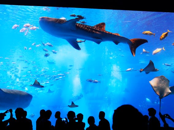 美ら海水族館観光バスツアー 古宇利島＋御菓子御殿＋ナゴパイナップル