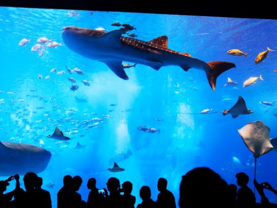 美ら海水族館観光バスツアー 古宇利島＋御菓子御殿＋ナゴパイナップルパーク＋万座毛をめぐる1日観光！ディナー付プランあり＜那覇市・北谷・恩納村発／3歳以下無料＞