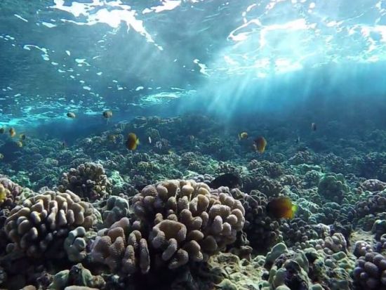 モロキニ島シュノーケリングクルーズ ＜朝・昼食付／現地集合＞
