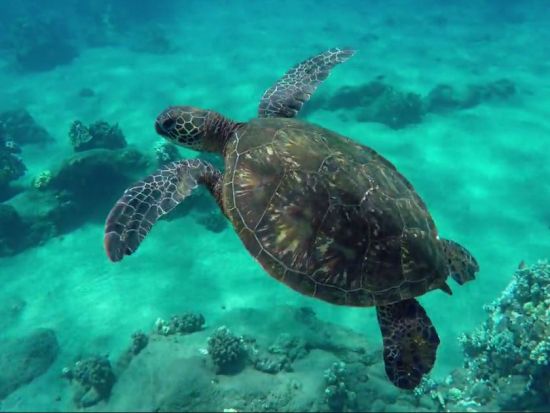 モロキニ島シュノーケリングクルーズ ＜朝・昼食付／現地集合＞