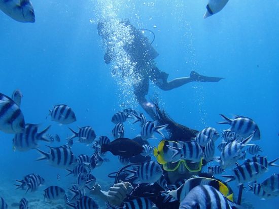 【プライベート】ファンダイビング　沈船など水中の戦跡を潜るレックスペシャルプランあり！＜午前 or 午後／ボート・2ダイブ＞by アクアアカデミー