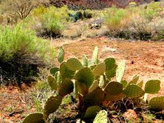 Zion Mountains 10x7 300dpi APT ツゥ