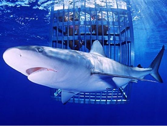 ノースショア・シャーク・アドベンチャー　迫力満点！至近距離で野生のサメを見学 ＜送迎可＞