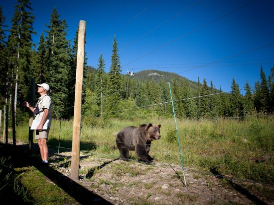 世界遺産カナディアンロッキー　グリズリー保護区＆ヨーホー国立公園 1日観光ツアー ＜6～10月／昼食付き／英語ガイド／バンフ発＞