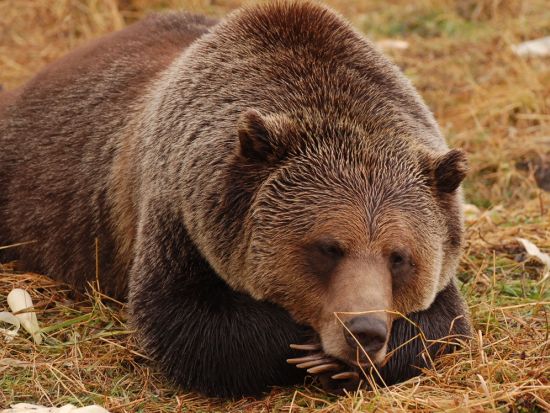 世界遺産カナディアンロッキー　グリズリー保護区＆ヨーホー国立公園 1日観光ツアー ＜6～10月／昼食付き／英語ガイド／バンフ発＞
