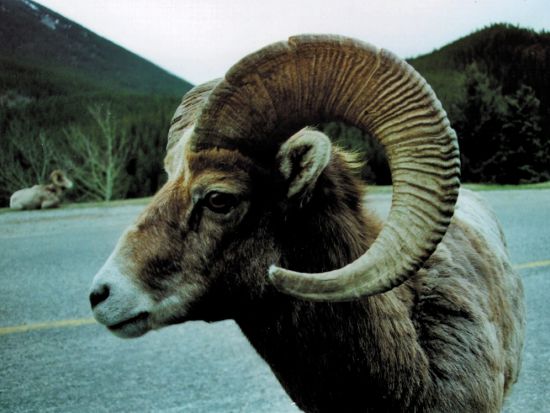 世界遺産カナディアンロッキー ナイトサファリツアー　バンフ国立公園　＜4～10月／英語ガイド／バンフ発＞