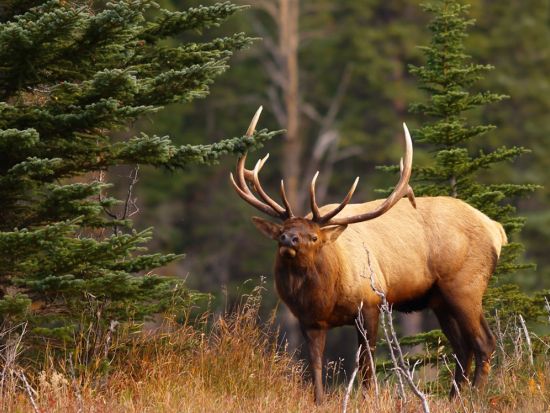 世界遺産カナディアンロッキー ナイトサファリツアー　バンフ国立公園　＜4～10月／英語ガイド／バンフ発＞